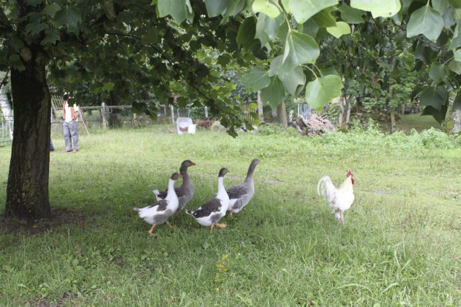 Château de Domaize (photo P. Terras - Grahlf)